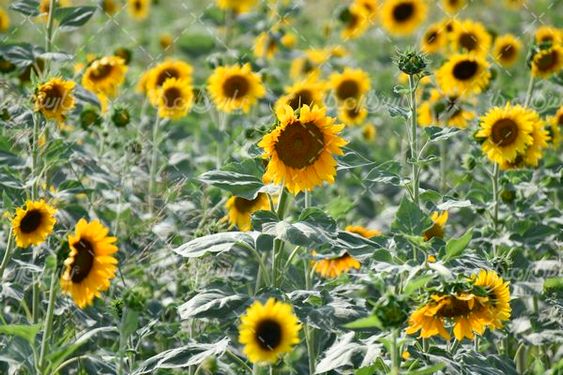 مزرعه گل آفتابگردان