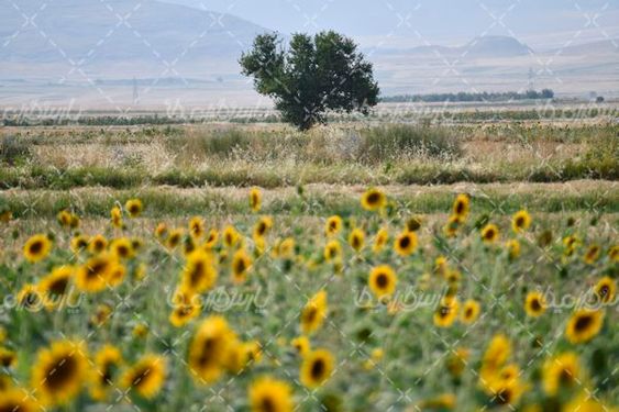 مزرعه گل آفتابگردان