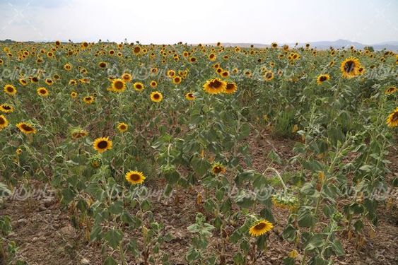 مزرعه گل آفتابگردان