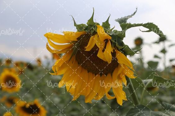 گل آفتابگردان