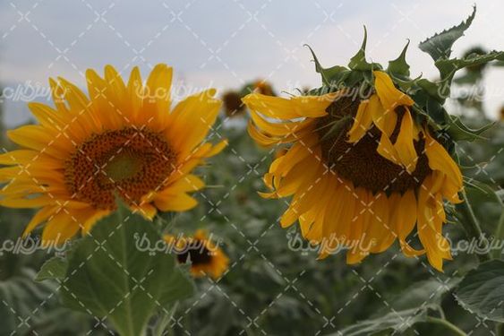 گل آفتابگردان