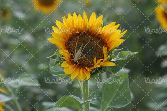 گل آفتابگردان