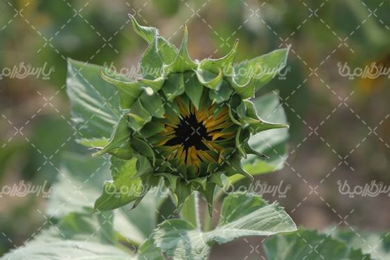 گل آفتابگردان