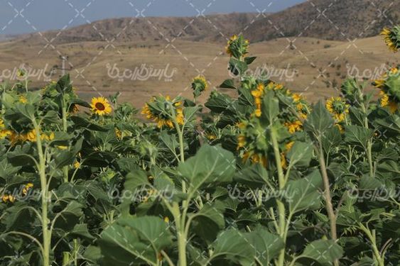 مزرعه  گل آفتابگردان