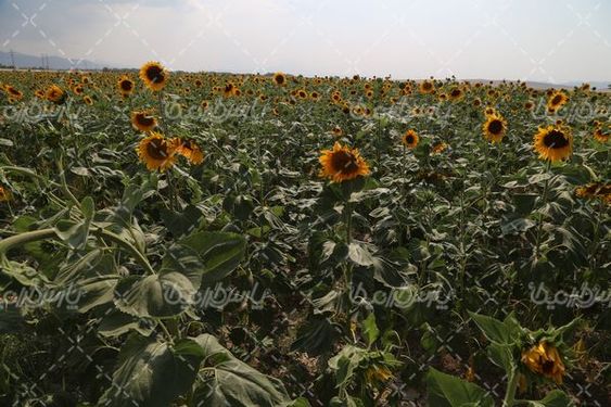 مزرعه  گل آفتابگردان