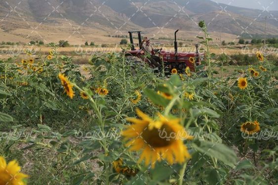 مزرعه  گل آفتابگردان