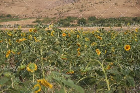 مزرعه  گل آفتابگردان