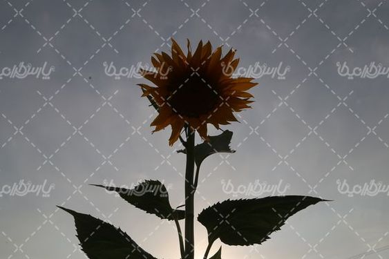 گل آفتابگردان