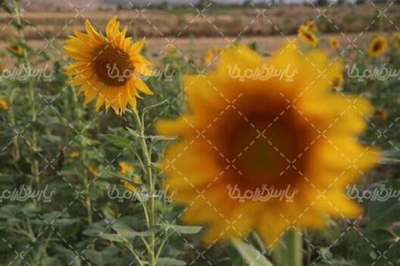 گل آفتابگردان