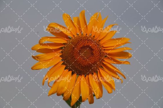 گل آفتابگردان