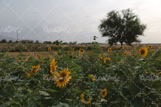 مزرعه گل آفتابگردان