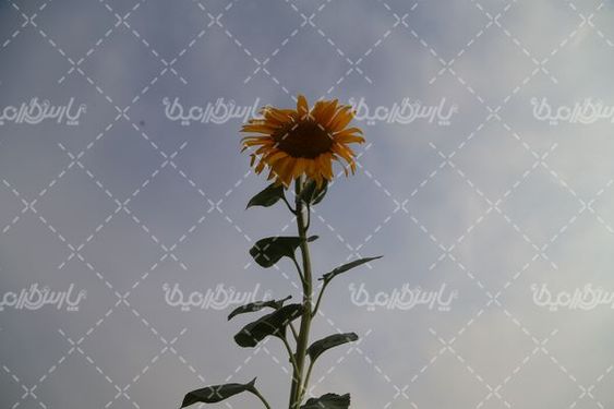 گل آفتابگردان