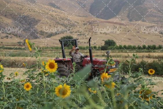 مزرعه گل آفتابگردان