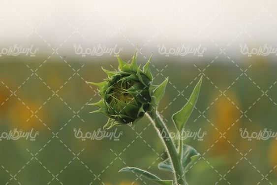 آفتابگردان