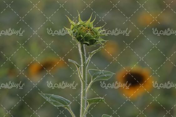 آفتابگردان