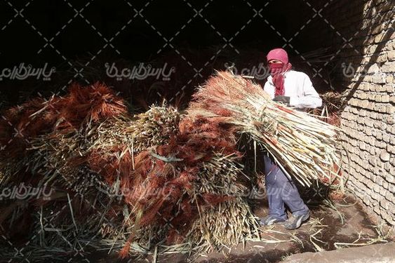 برداشت جارو