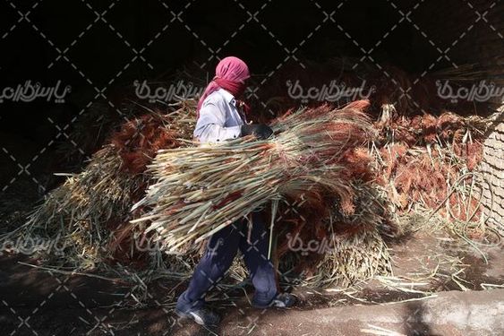 برداشت جارو