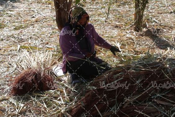 برداشت جارو