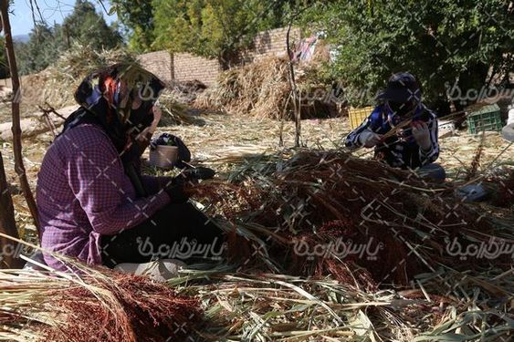 برداشت جارو