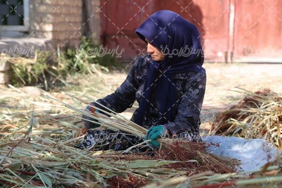 برداشت جارو