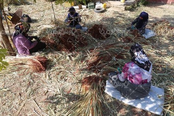 برداشت جارو