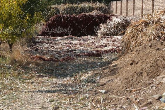 برداشت جارو