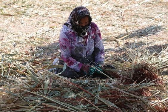 برداشت جارو