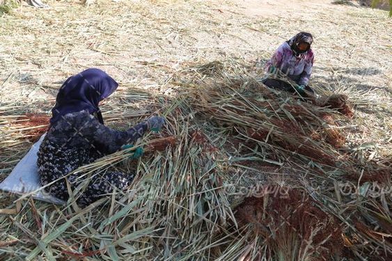 برداشت جارو