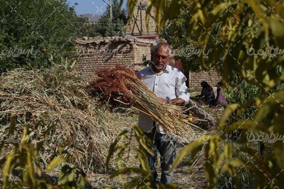 برداشت جارو