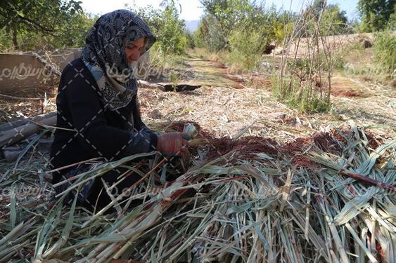 برداشت جارو