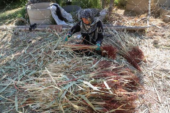 برداشت جارو