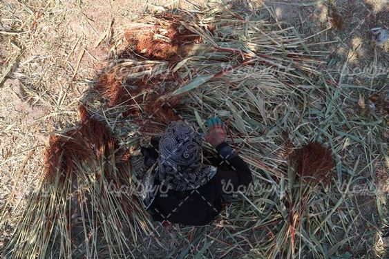 برداشت جارو