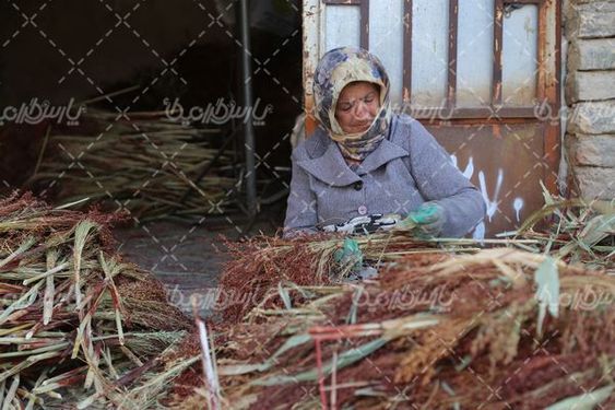 برداشت جارو