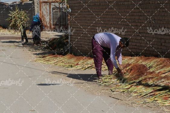 برداشت جارو