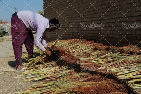 برداشت جارو