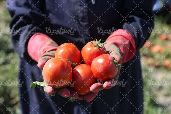 برداشت گوجه فرنگی
