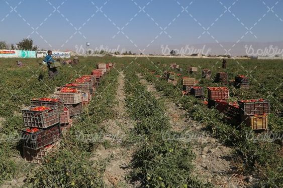 تصویر با کیفیت مزرعه گوجه فرنگی