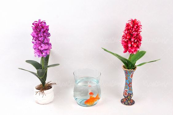 گل و ماهی