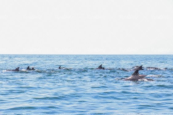 دلفین ها جزیره هنگام