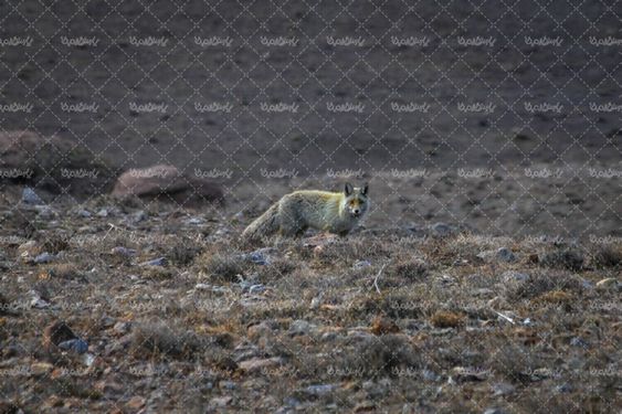 روباه در منطقه حفاظت شده باشگل