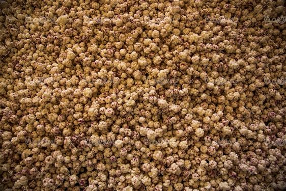 نقل گل محمدی