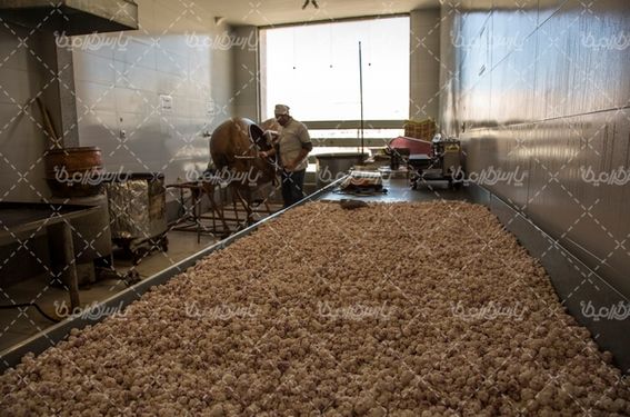 نقل گل محمدی