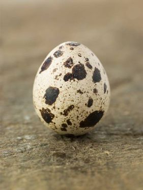 تخم بلدرچین پرنده