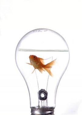 لامپ تنگ ماهی 