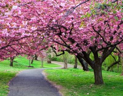 منظره طبیعت شکوفه درخت