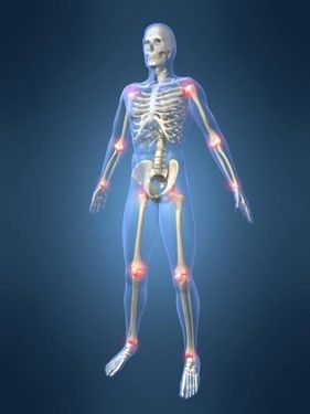بدن انسان مفصل استخوان بندی