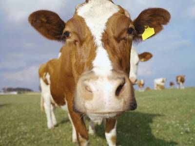 گاو گاوداری 2