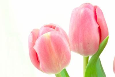 گلفروشی گل طبیعت