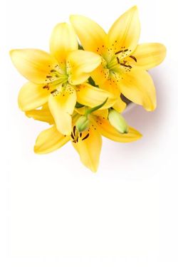 گلفروشی گل طبیعت 3