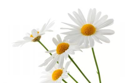 گل طبیعت گلفروشی 